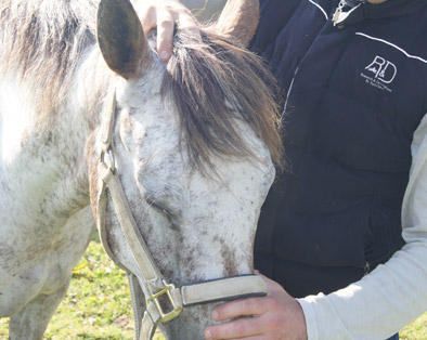 Contact avec le cheval